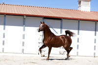 Stallions & Sale Horses