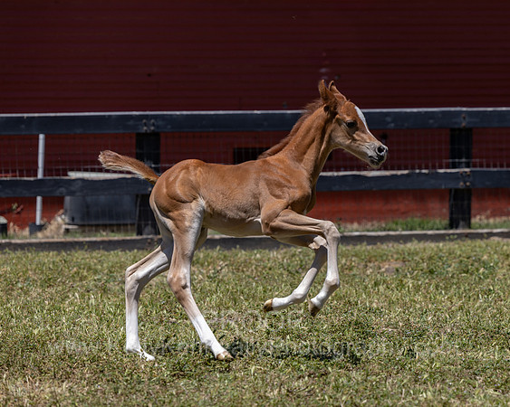 ShermanRanch0524_3856