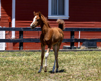 ShermanRanch0524_1027
