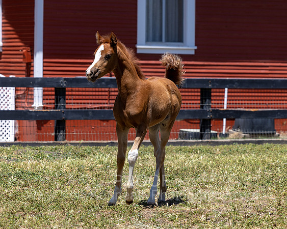 ShermanRanch0524_1027