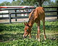 Ematina & Filly ~ May 2014
