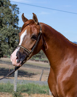TesoraFall16_0071