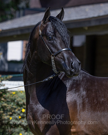 PrinceMacV_0625_4475