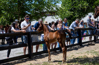 ShermanRanch0524_2972