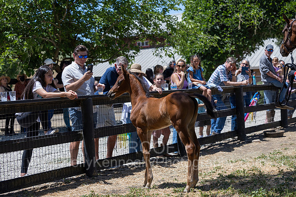 ShermanRanch0524_2972