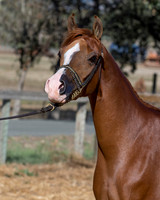TesoraFall16_0096