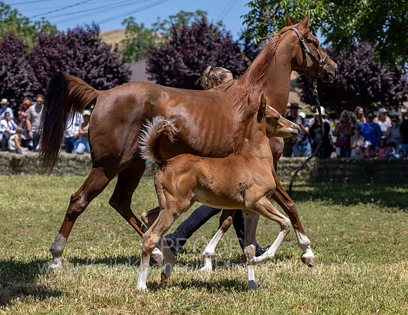 ShermanRanch0524_1788