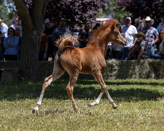 ShermanRanch0524_1084