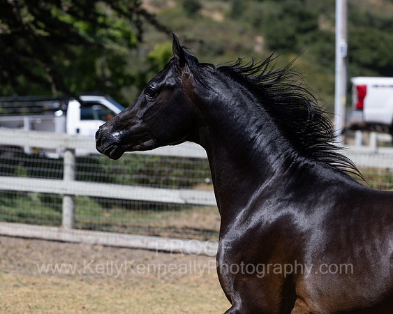 PrinceMacV_0625_6716