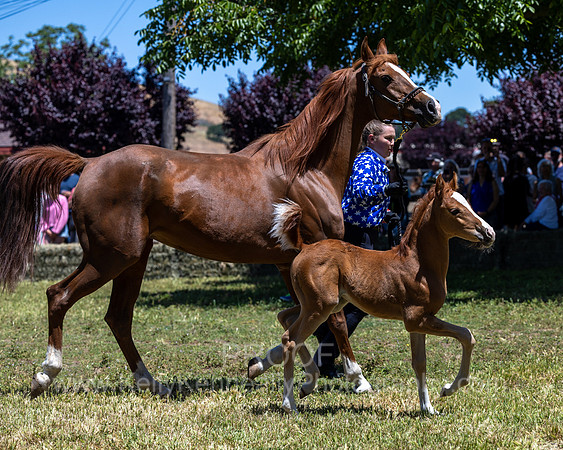 ShermanRanch0524_1535