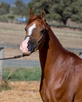 TesoraFall16_0101