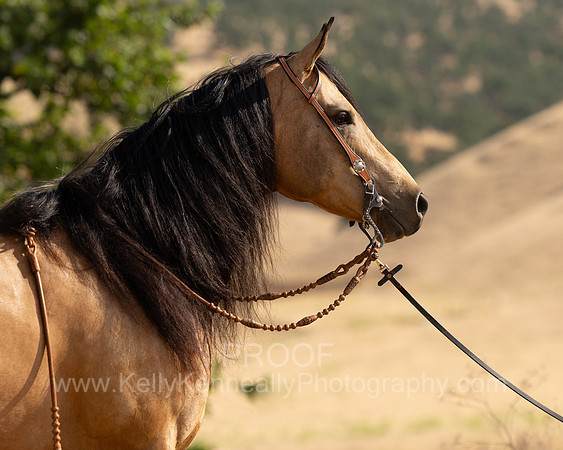 EA_Buckskin-2605