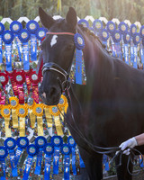 HodgesRibbons24_3813