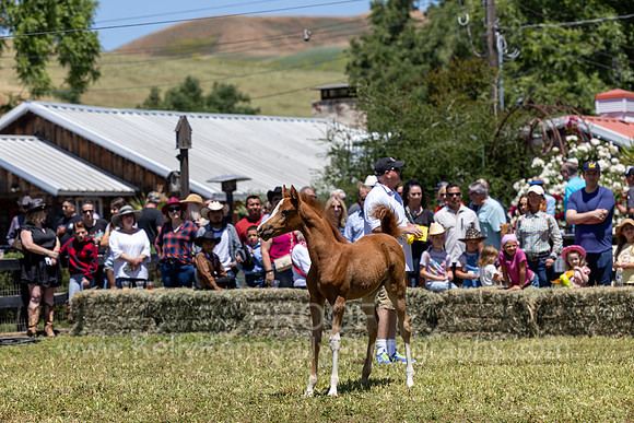 ShermanRanch0524_1095