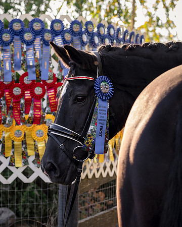 HodgesRibbons24_3653