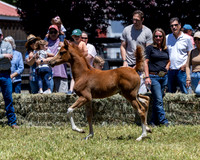 ShermanRanch0524_0870