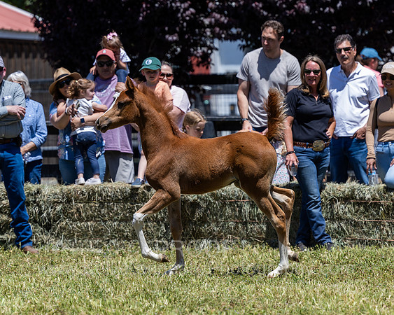 ShermanRanch0524_0870