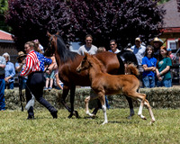 ShermanRanch0524_0940