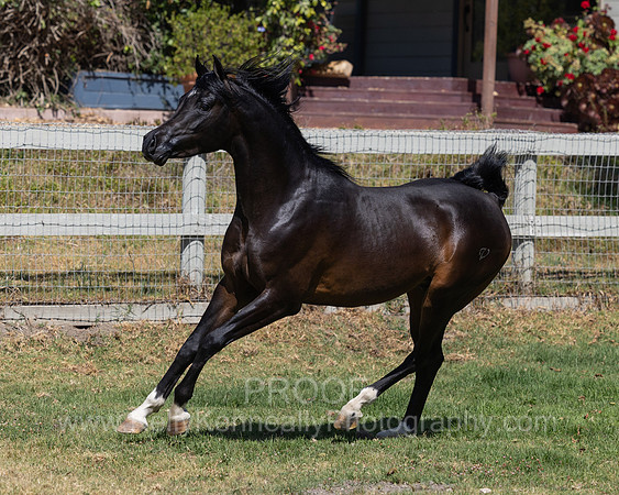 PrinceMacV_0625_5781