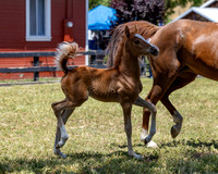 ShermanRanch0524_1509
