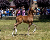 ShermanRanch0524_1619