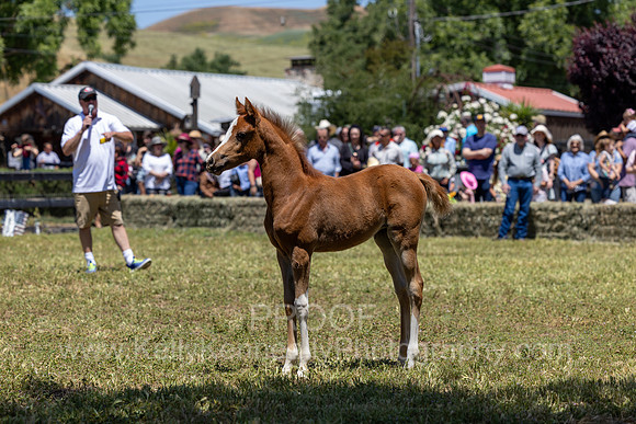 ShermanRanch0524_1314