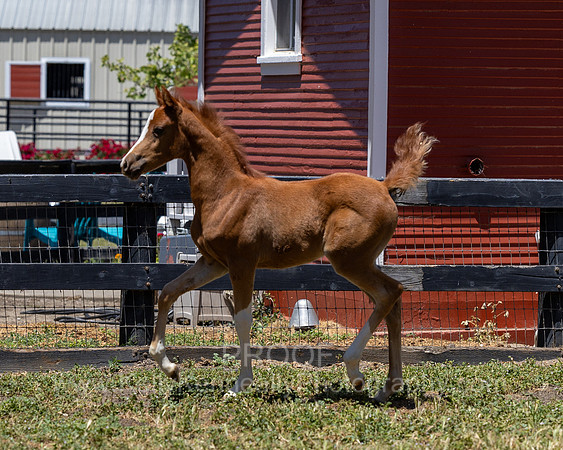 ShermanRanch0524_1416