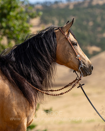 EA_Buckskin-2631