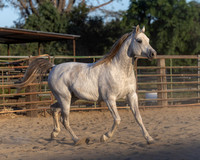 NechoMay25_4226