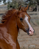TesoraFall16_0132