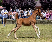 2) Pristalina PB Filly