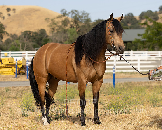 EA_Buckskin-2970