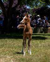 ShermanRanch0524_1651
