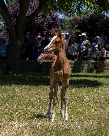ShermanRanch0524_1651