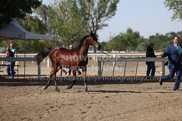 DAHA22_Fri_1585