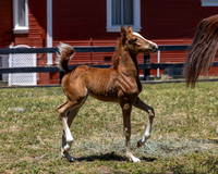 ShermanRanch0524_1490