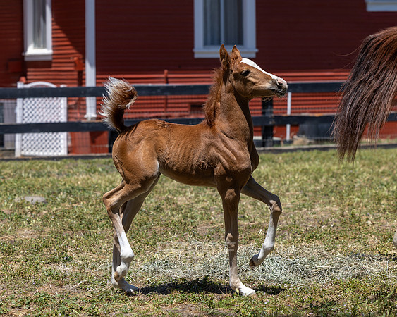ShermanRanch0524_1490