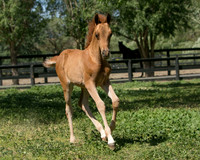 Pippi & Filly ~ May 2014