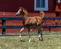 ShermanRanch0524_0696