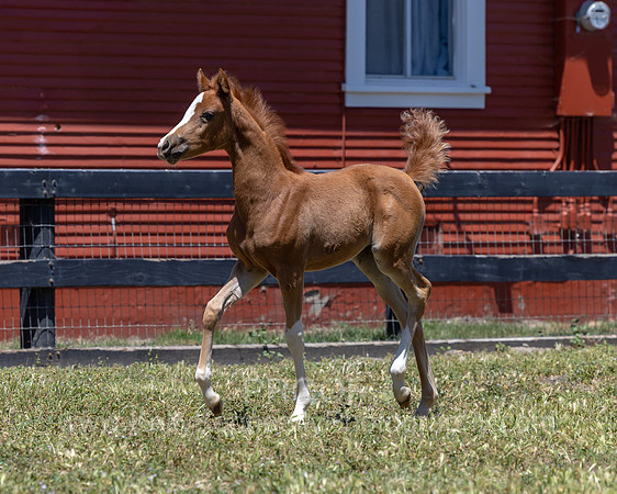 ShermanRanch0524_0696