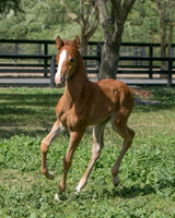 Tapestry & Colt ~ May 2014