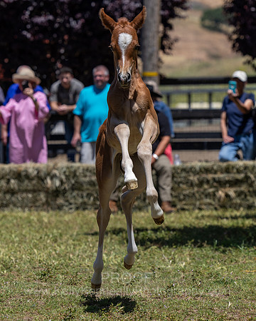 ShermanRanch0524_3703