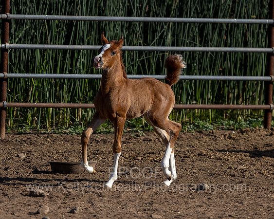 FerrAuri_May25_5313