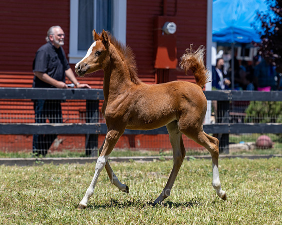 ShermanRanch0524_1143