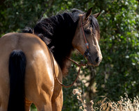 EA_Buckskin-2355