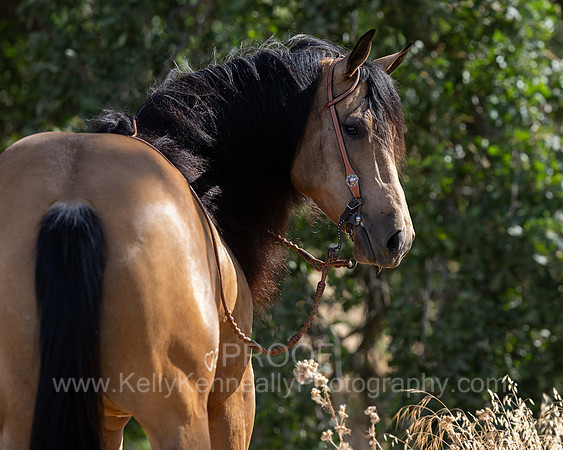 EA_Buckskin-2355