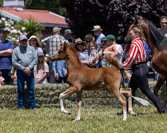 ShermanRanch0524_1368