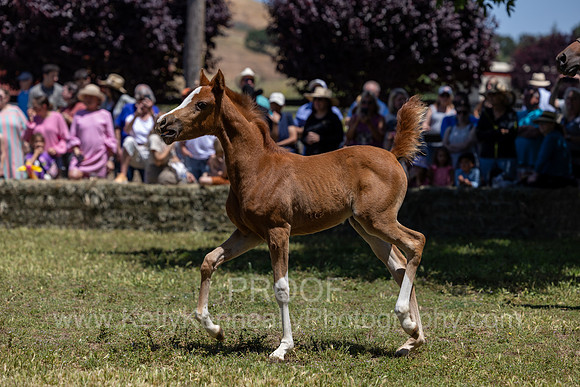 ShermanRanch0524_1280