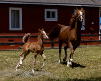 ShermanRanch0524_1602