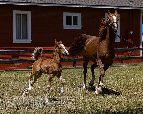 ShermanRanch0524_1602